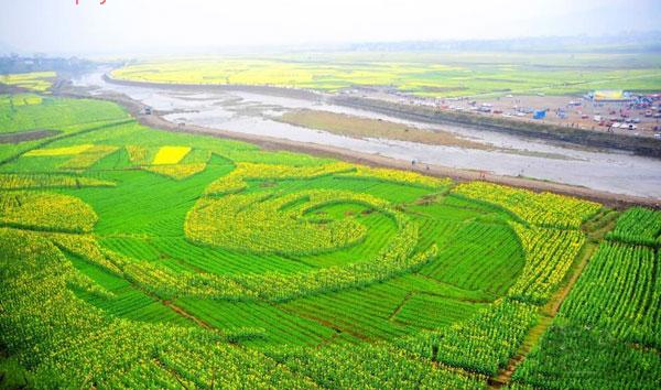 秀山农凤油菜花