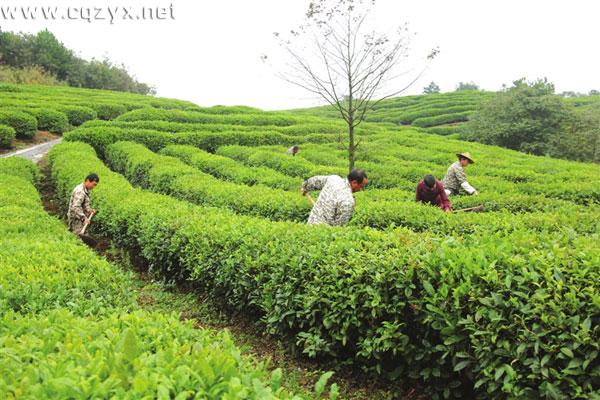 武隆白马山天尺坪