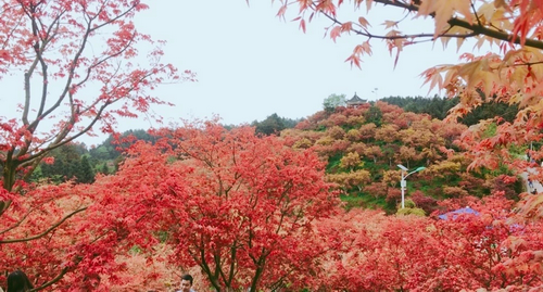 学生曾玲五洲园红枫.png 学生曾玲五洲园红枫.png