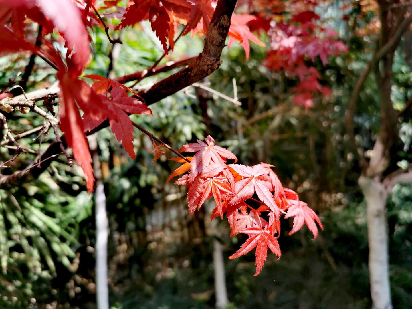 自拍红枫.jpg 自拍红枫.jpg