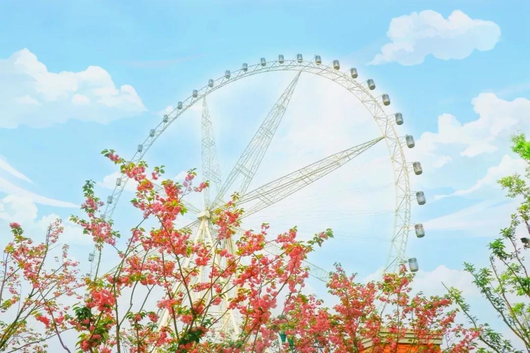 樱花摩天轮.jpg