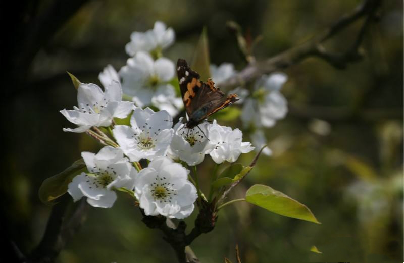 学生刁鑫鸿梨花.png 学生刁鑫鸿梨花.png