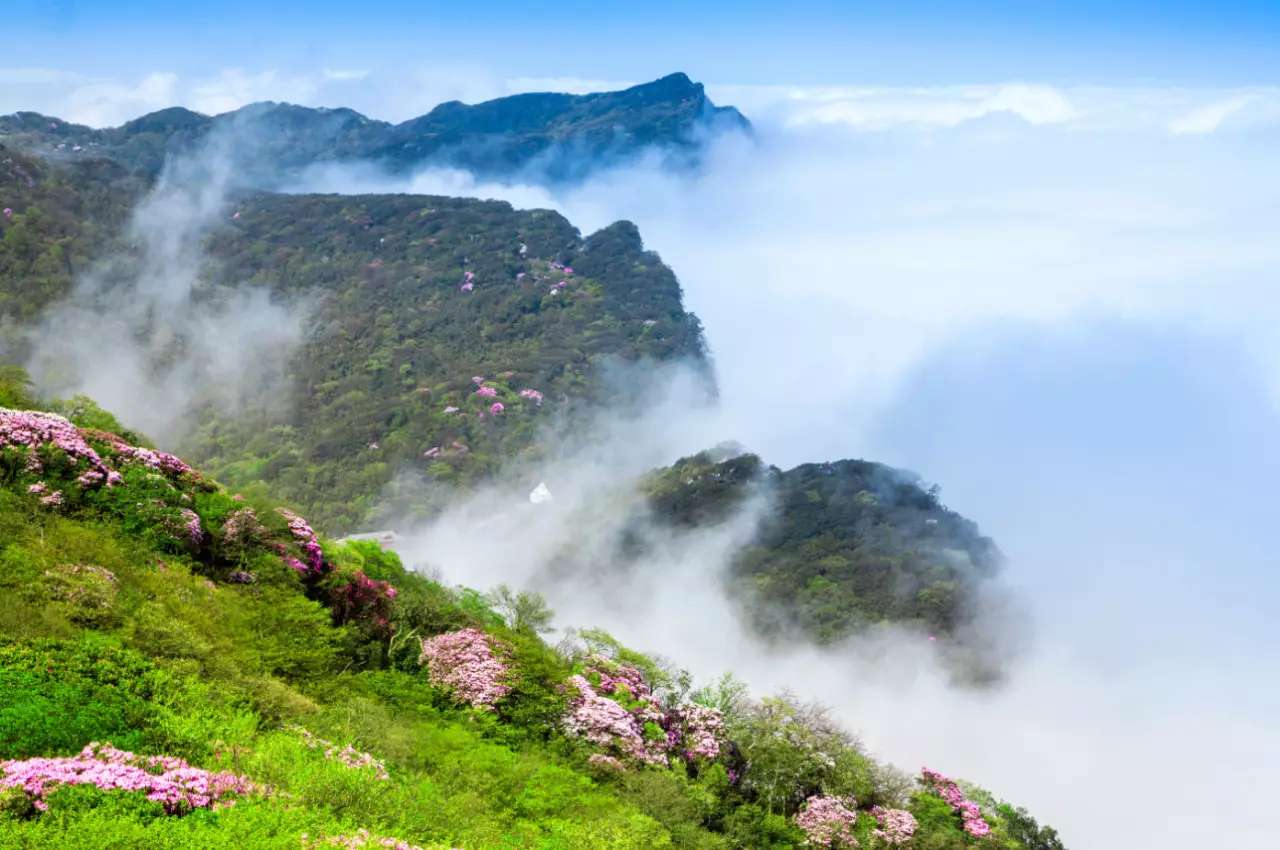 金佛山公众号图.jpg 金佛山公众号图.jpg