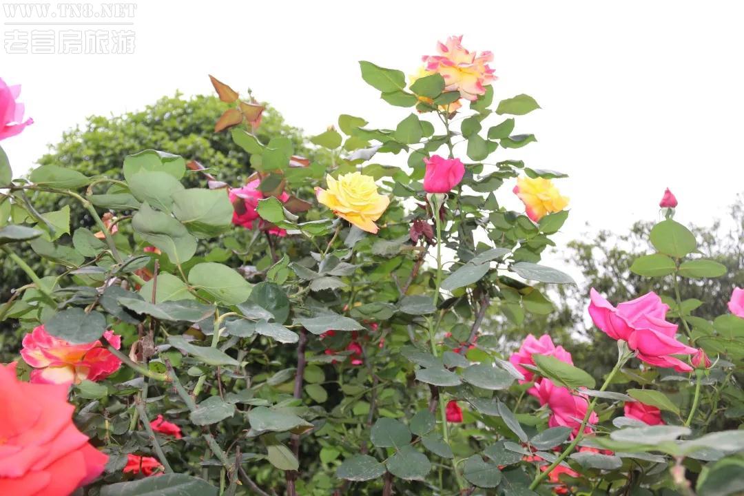 园博园4.jpg 园博园4.jpg