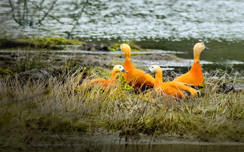 clip_image011.jpg clip_image011.jpg